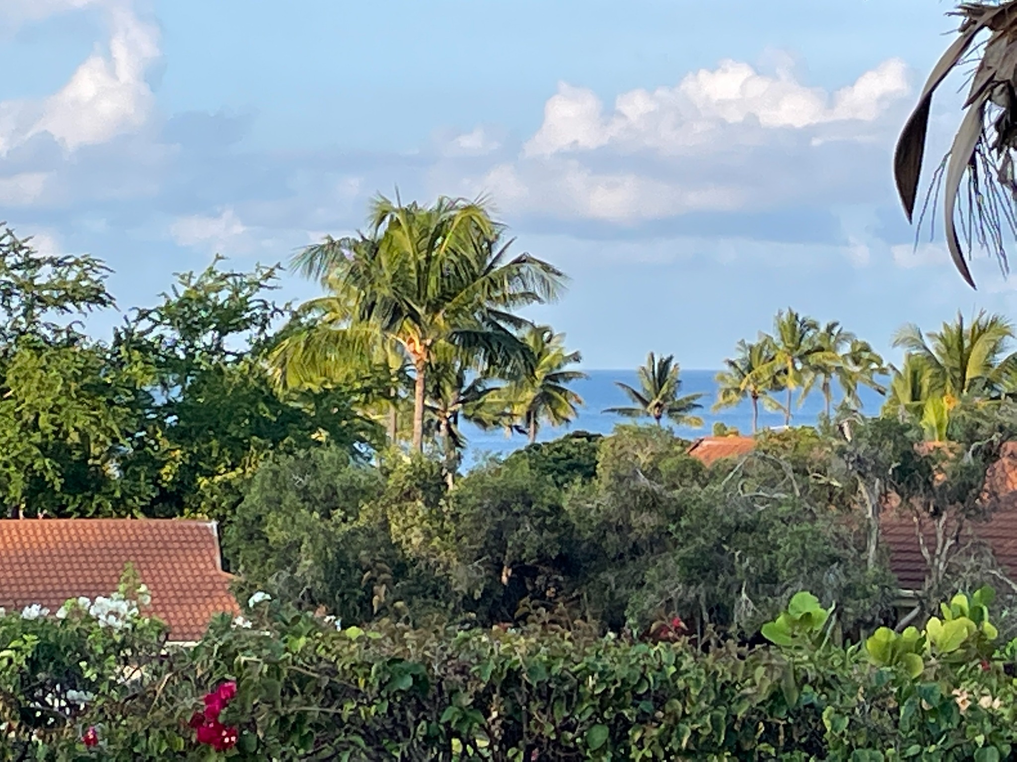Ocean view through the palms at Keauhou
